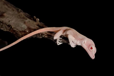 Meet the first gene-edited reptile: An albino lizard