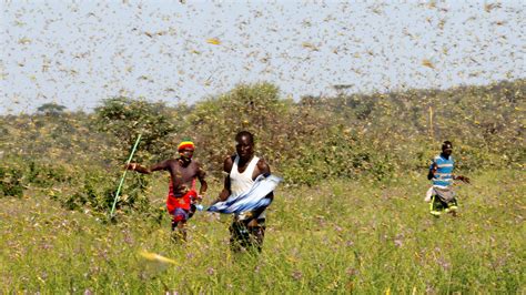 'Worst locust invasion in 70 years' threatens countries in eastern ...