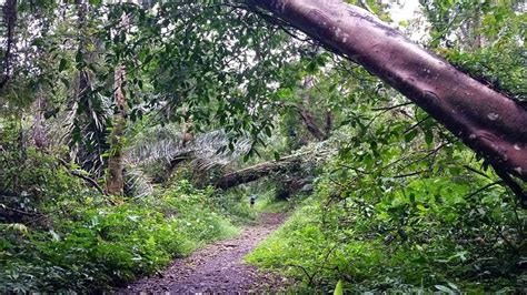 Hiking : Mt. Makiling (UPLB Trail)