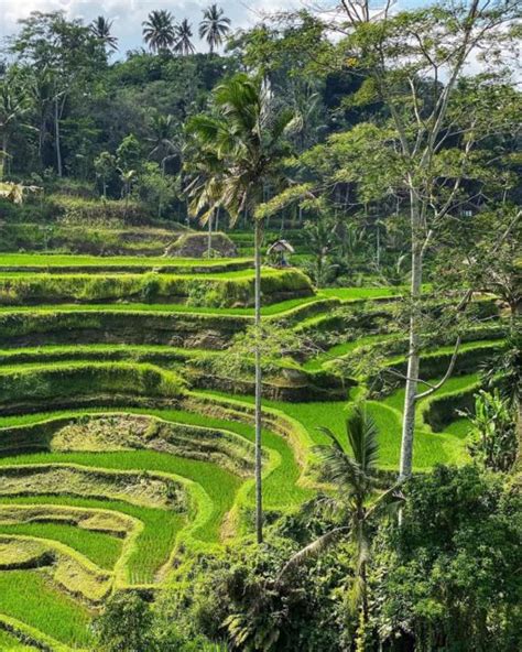 Ubud Full Day Tour Packages - 2 Days Adventure | GetYourGuide