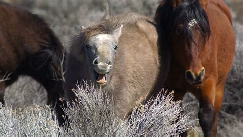 Photos: Wild horses in Nevada