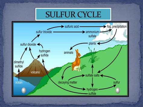 Sulfur cycle | PPT