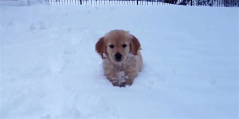 Puppies Playing In The Snow Video Compilation | The Huffington Post