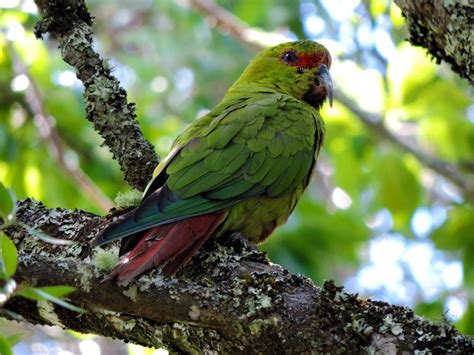 choroy | Aves de chile, Aves, Fauna chilena