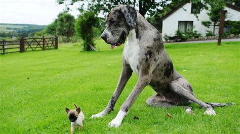 ¡Alucinante! Estas son las razas de perros más grandes del mundo - MDZ ...