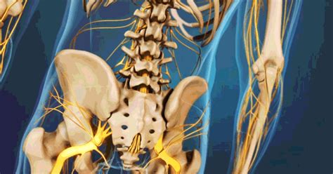 Lower Right Back Pain: Tissues & Spinal Structures