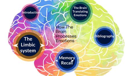 How the brain processes emotions by Mateo Racco on Prezi