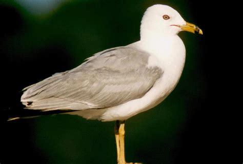 Ring-billed Gull - Larus delawarensis - NatureWorks