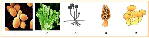 Gambar Soal Pembahasan Jamur Mikroskopis 9 Gambar Berikut Fungi Jenis ...