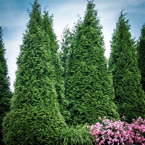 Buy Thuja Green Giant | Thuja Trees for Sale | The Tree Center