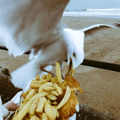 Cheeky seagull caught stealing fish and chips in Tenby - BBC News