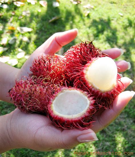 rambutan | Fruit, Exotic fruit, Weird fruit