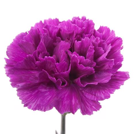 Purple carnation