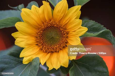 Golden Ratio Sunflower Photos and Premium High Res Pictures - Getty Images