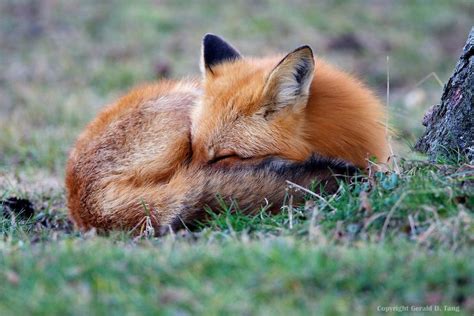 Red Fox Closeup Lying Down Sleeping Majestic Animals, Animals Beautiful, Cute Animals, Taxidermy ...