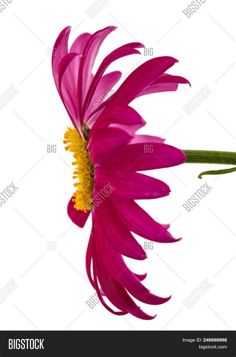 Flower Pyrethrum, Image & Photo (Free Trial) | Bigstock