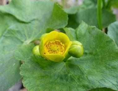 Marsh Marigold: Pictures, Flowers, Leaves & Identification | Caltha palustris