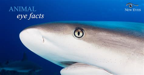 Animal Eye Facts: Shark