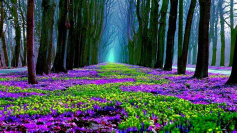 Spring Purple Wallpapers - Wallpaper Cave