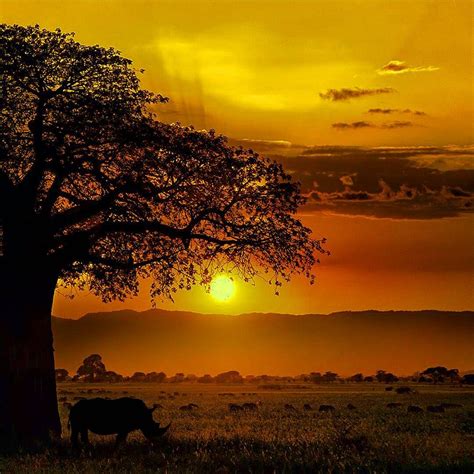 Here is everything you need to know about Safari in Tanzania. Explore Tanzania wilderness with ...