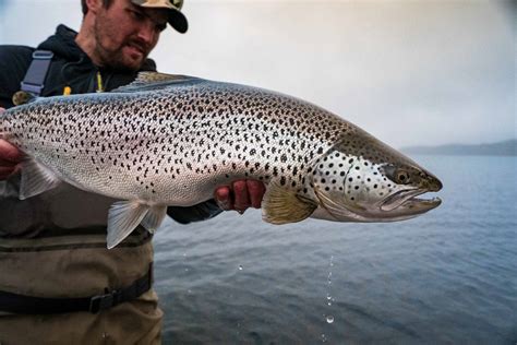 Trout Fishing In Iceland — Lax-A Angling club