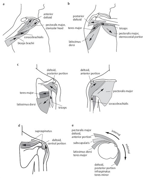 16 Mechanical Aspects of the Shoulder | Musculoskeletal Key