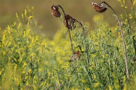 The Corn Bunting – The Secretive Neighbor Next Door - Nature Observation