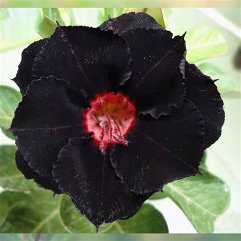 4 Rare Red Black Desert Rose Seeds 'black Eyes' - Etsy