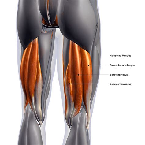 Hamstring training – how to strengthen the semitendinosus muscles ...