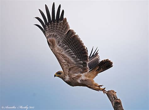 Top 25 Wild Bird Photographs of the Week #33 – National Geographic Blog