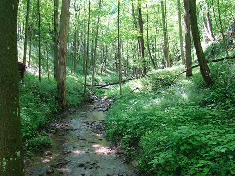 ontario forests | National parks, Road trip places, Canadian forest