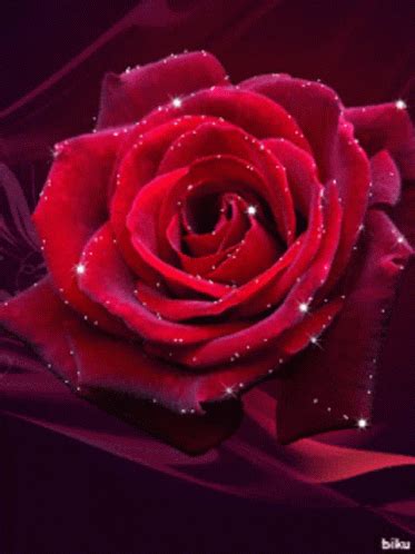 Beautiful Red Rose GIF - Beautiful Red Rose - Discover & Share GIFs