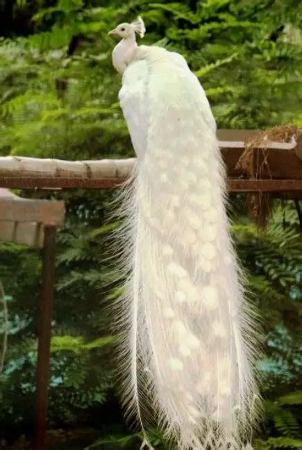 White Peacock Overview, Facts And Symbolism - Peacock Farming