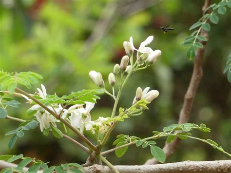 How to Grow Moringa Tree Faster: Best Tips to Increase Flowering ...