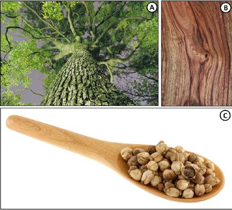 Cinnamomum camphora tree, wood and seeds. | Download Scientific Diagram