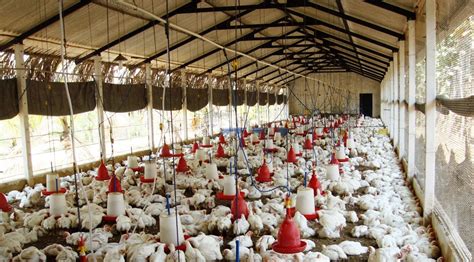 How to Start Successful Chicken Broiler Business - UrbanFarmOnline.com