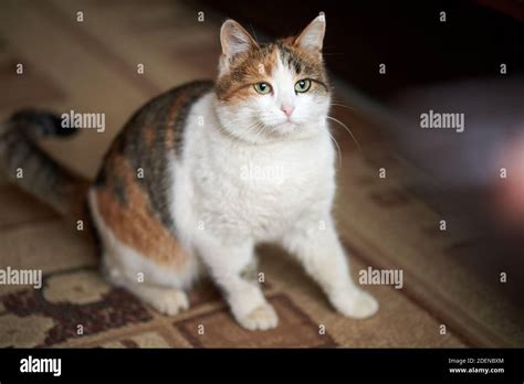 Calico cat with green eyes Stock Photo - Alamy