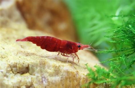 Red Cherry Shrimp - The Care, Feeding, and Breeding of Red Cherry ...