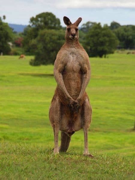 16 Super Jacked Kangaroos You Wouldn't Want As A Personal Trainer in 2020 | Australian native ...