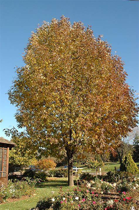 Autumn Blaze White Ash (Fraxinus americana 'Autumn Blaze') in Drums Mountaintop Wilkes-Barre ...