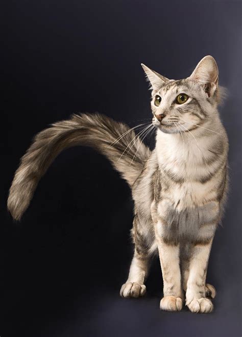 Oriental Longhair Cat Info, Temperament, Care, Training, Pictures | Cat Breed Selector