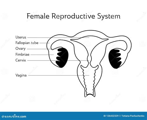 Female Uterus Anatomy Diagram