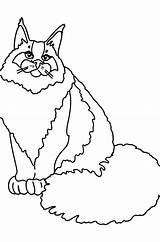 Maine Coon Coloring Page sketch template