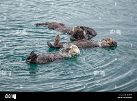 California sea otter and baby hi-res stock photography and images - Alamy