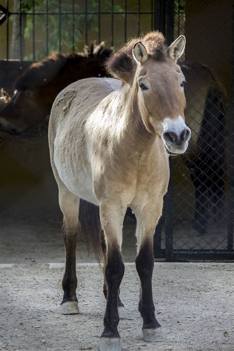 terminar densidad Vislumbrar caballos apareamiento salvaje Humano ciclo ...