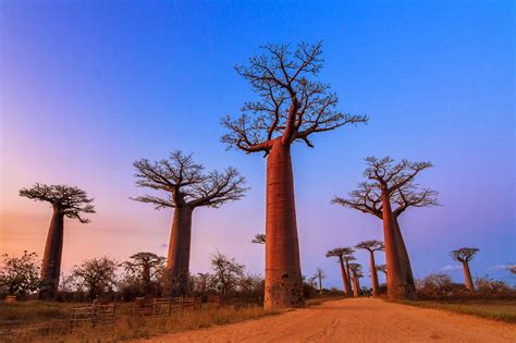 Baobab: The Traveling Tree of Life - MyStart