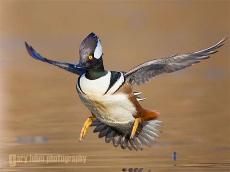 Hooded Merganser,male, flight, landing. Lake Washington. Seattl Hunting Art, Duck Hunting ...