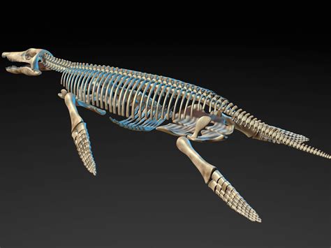 Kronosaurus Pliosaur Skull Skeleton Model - TurboSquid 1248852