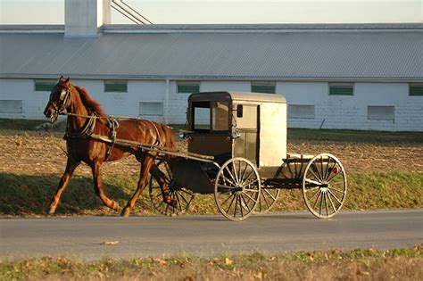 3840x2160px | free download | HD wallpaper: horse buggy 300dpi my ride one horse power springs ...