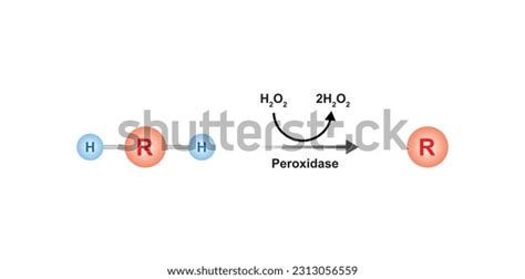 Peroxidase Enzyme Function Concept Design Vector Stock Vector (Royalty Free) 2313056559 ...